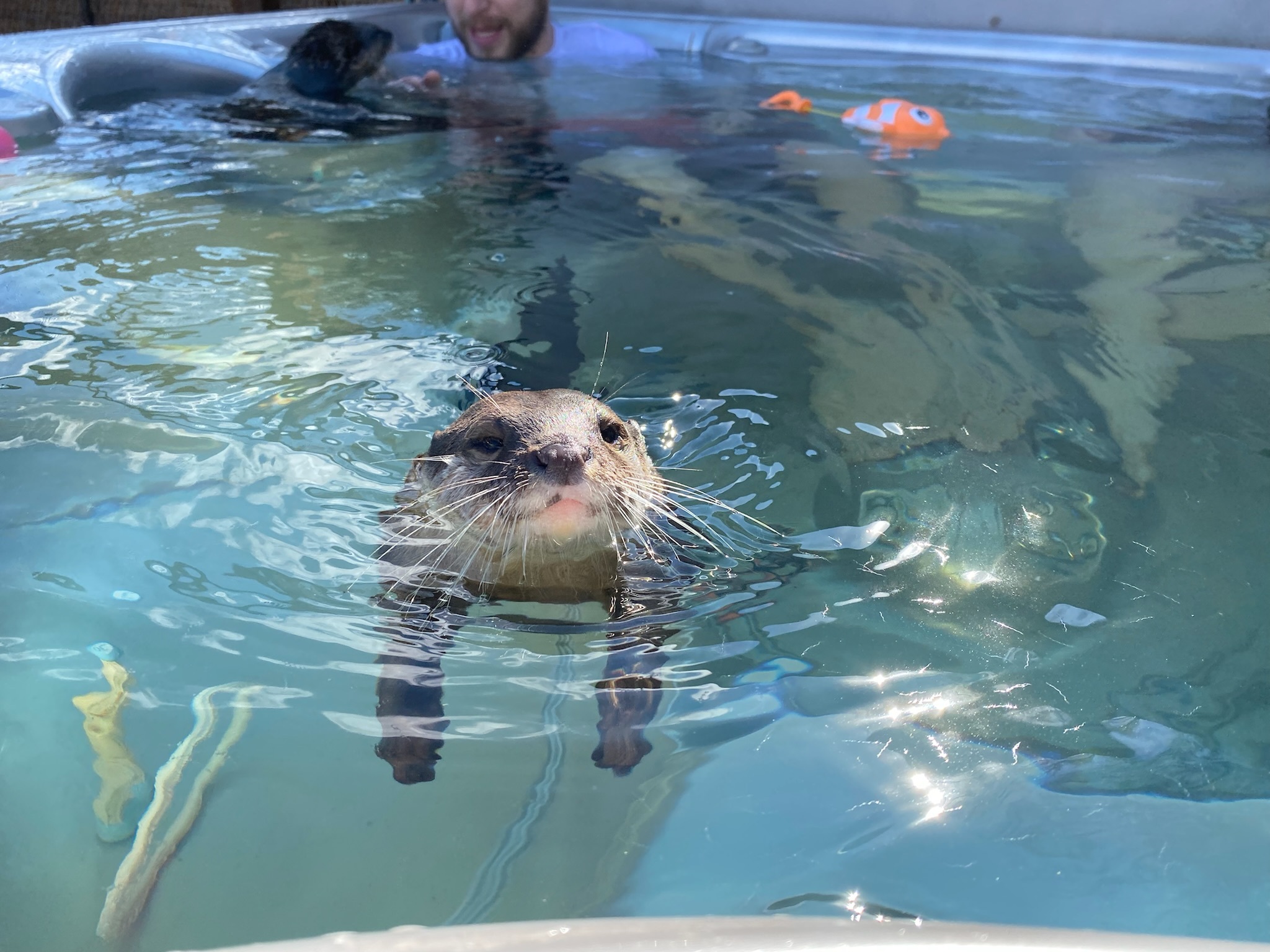 Texas ranch lets you swim with otters in a hot tub