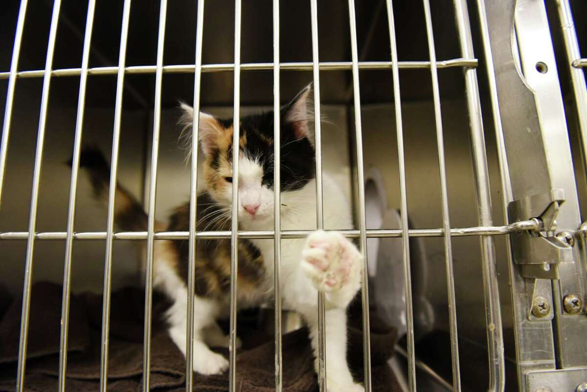 One the recently abandoned kittens left at the Mohawk Hudson Humane Society reaches out of its cage on Monday, April 11, 2022, in Menands N.Y. Nearly a dozen cats and diseased kittens were dumped at the shelter.