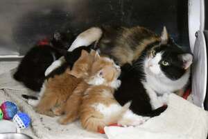 Police identify women who dumped cats outside Menands shelter