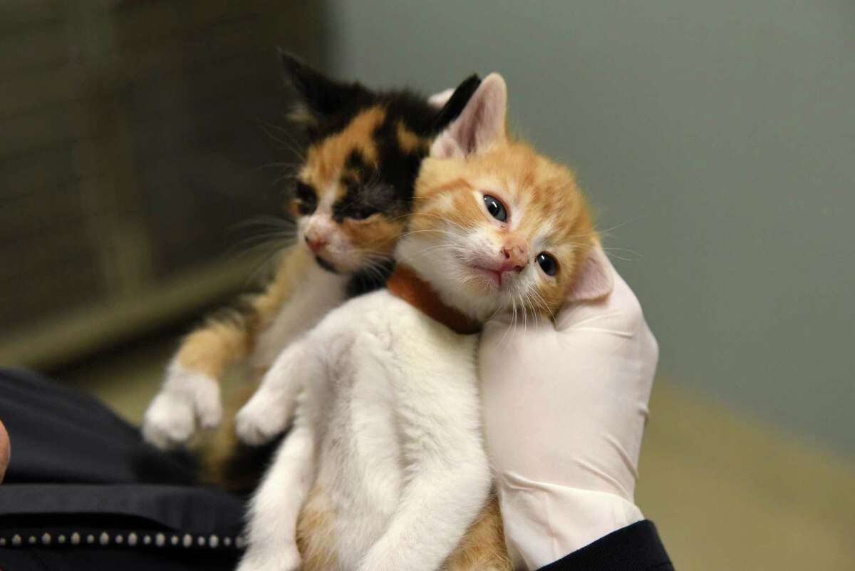 Two of the recently abandoned kittens left at the Mohawk Hudson Humane Society are held by a staff member on Monday, April 11, 2022, in Menands N.Y. Nearly a dozen cats and diseased kittens were dumped at the shelter.