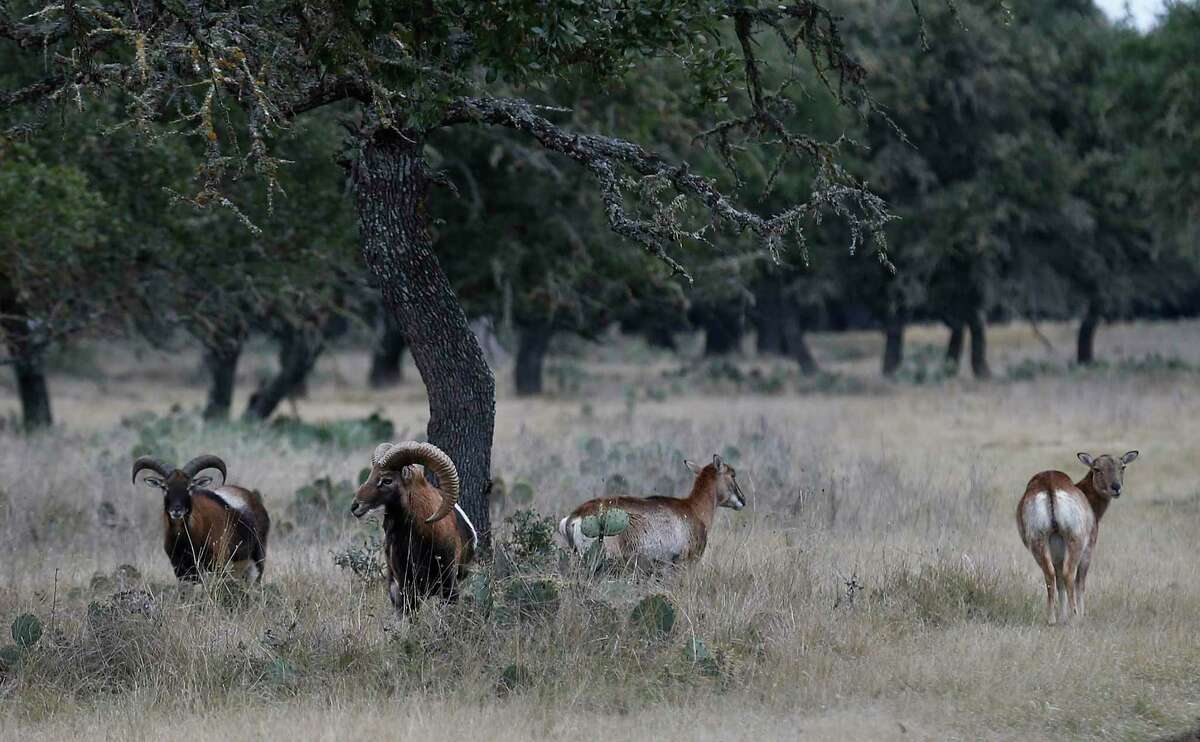 A herd of Red Sheep are seen in 2016 at the White Cross Ranch in Kerr County in the Hill Country. The couple who owned the ranch for nearly a decade have sued the real estate brokerage that represented in the sale of the property for fraud. The brokerage disputes the allegation.