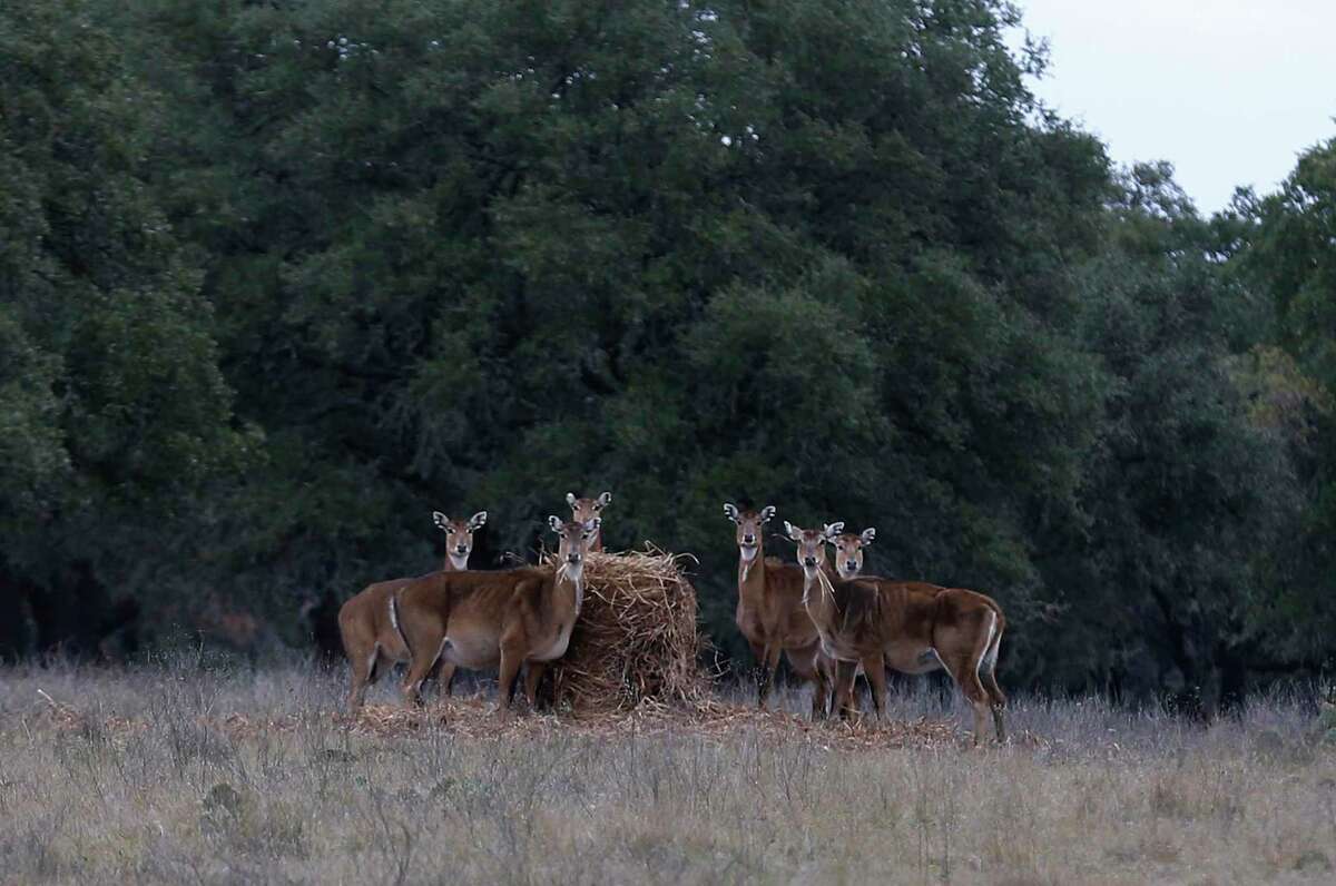A herd of Nilgai gather around a hay bail in 2016 at the White Cross Ranch in Kerr County in the Hill Country. The couple who owned the ranch for nearly a decade have sued the real estate brokerage that represented in the sale of the property for fraud. The brokerage disputes the allegation.