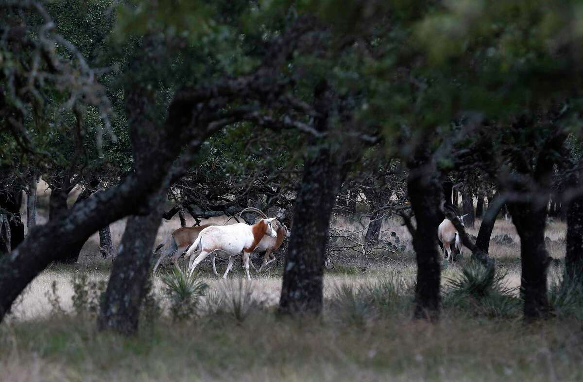 Scimitar Horned Oryx make their way through a field in 2016 at the White Cross Ranch in Kerr County in the Hill Country. The couple who owned the ranch for nearly a decade have sued the real estate brokerage that represented in the sale of the property for fraud. The brokerage disputes the allegation.