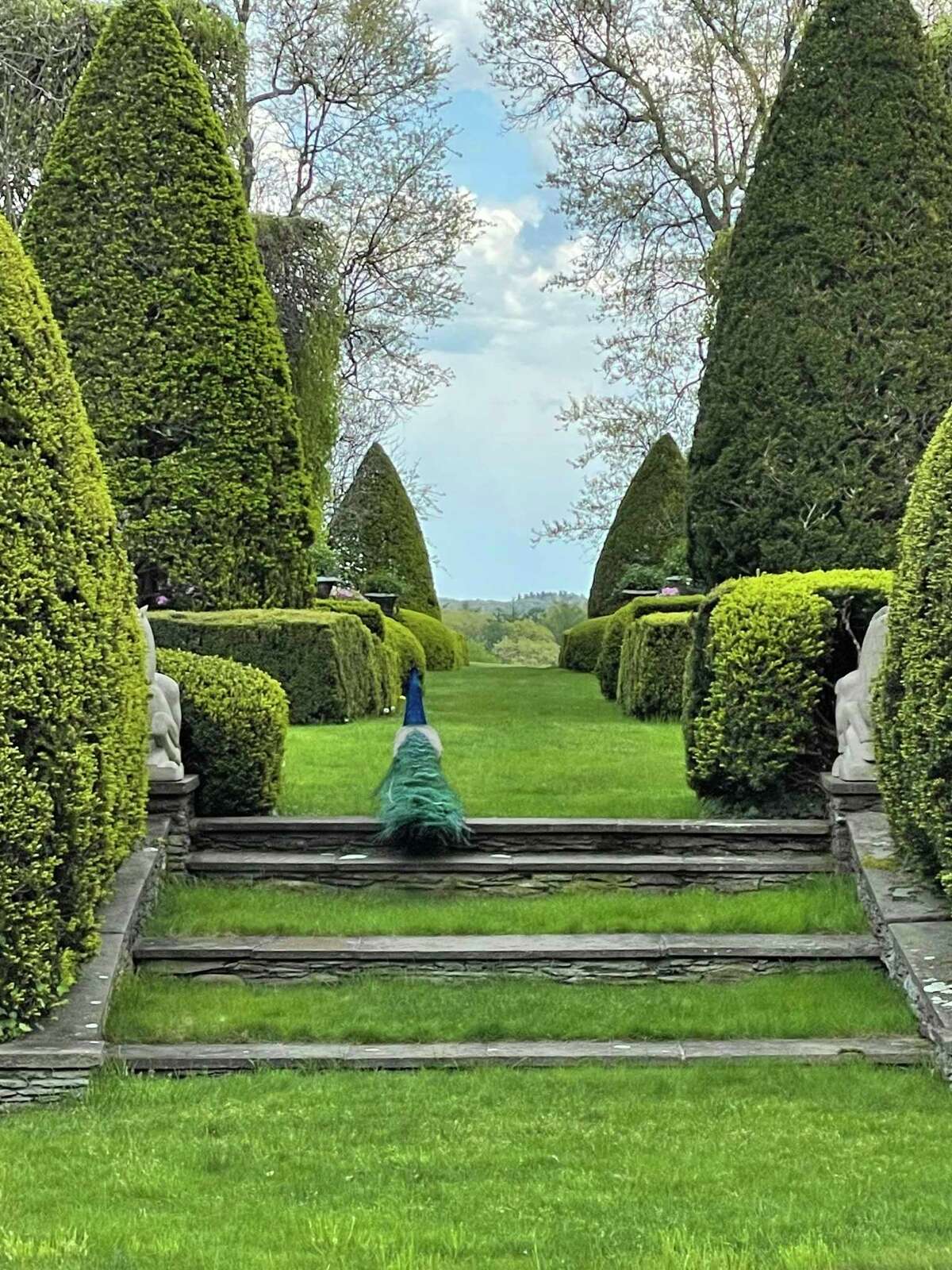 Peacock. A free, illustrated talk on the creation of the Wethersfield gardens and the new approaches being brought to their restoration, preservation and elaboration will be presented by Wethersfield’s Director of Horticulture Toshi Yano at 10:30 a.m. April 23 on Zoom for the Essex Library. Registration is required. 860-767-1560 or https://www.youressexlibrary.org/adult-services/adults-featured-events/