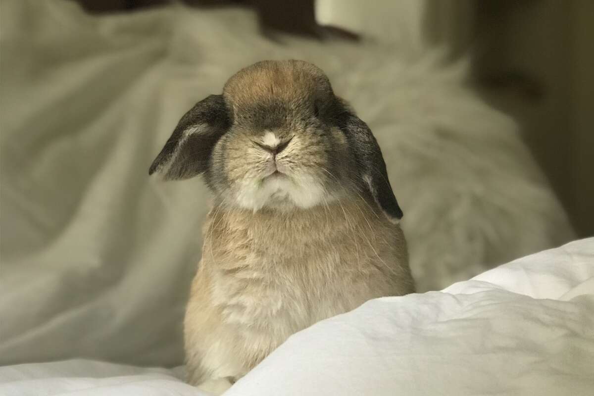 Atticus posing on his side of the bed. 