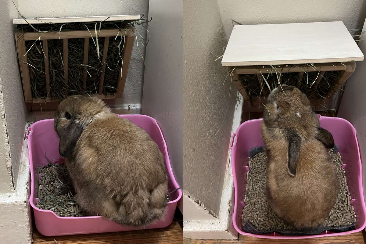 Rabbits like to poop where they eat, so Atticus has a corner of the room with a hay feeder and litter box. 