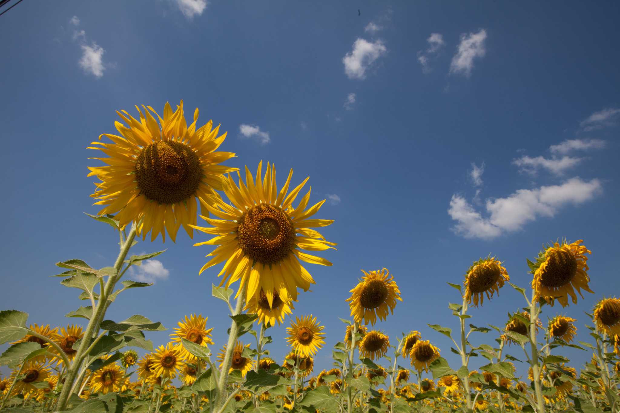 San Antonio's 10acre sunflower field blooms this weekend