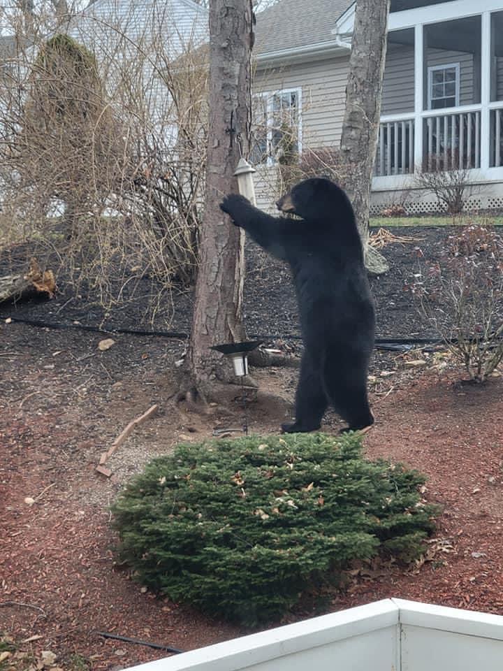Bears damage bird feeders, chicken coops in Monroe - Vimarsana News