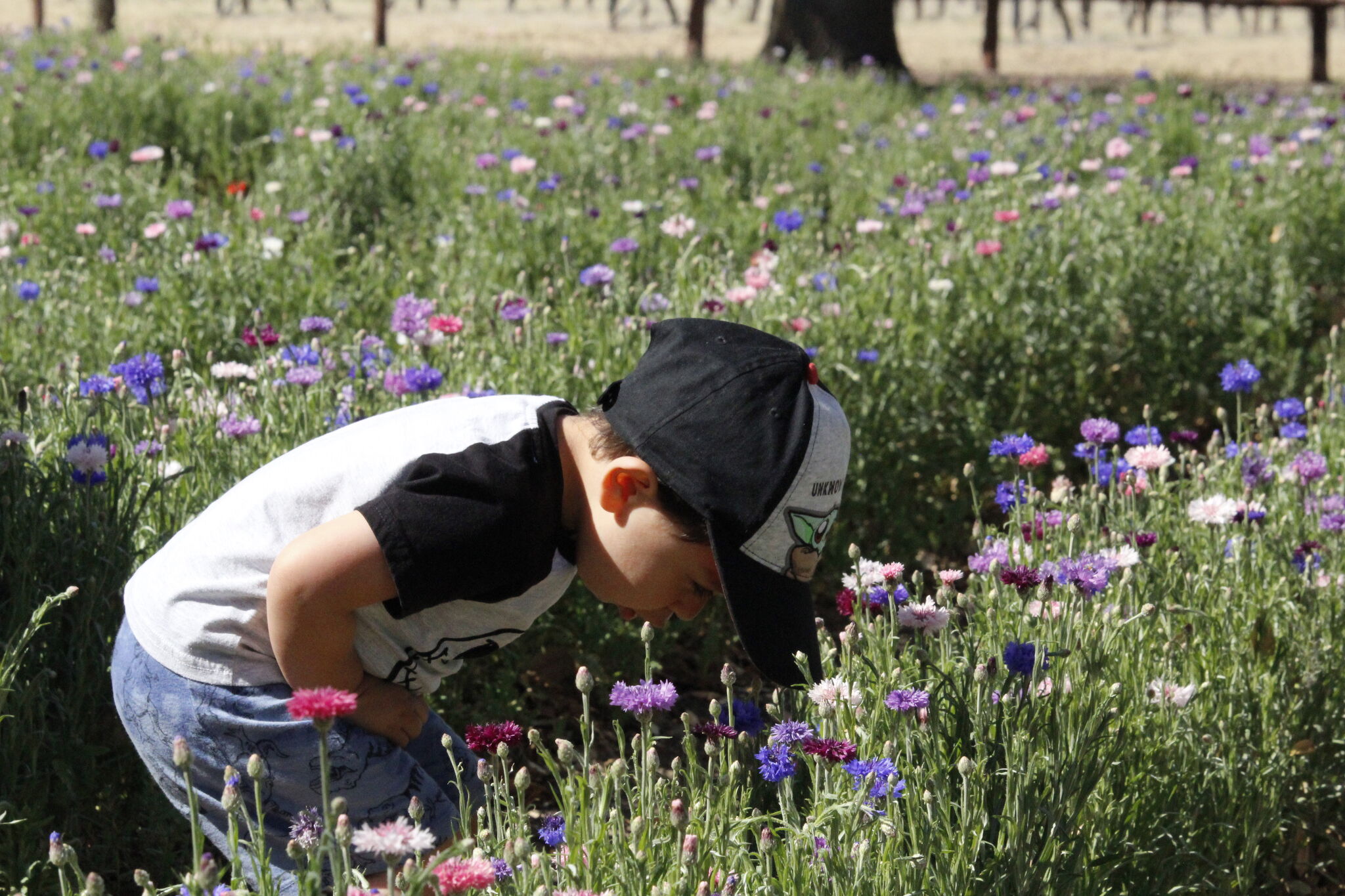 Visiting Texas' massive wildflower seed farm