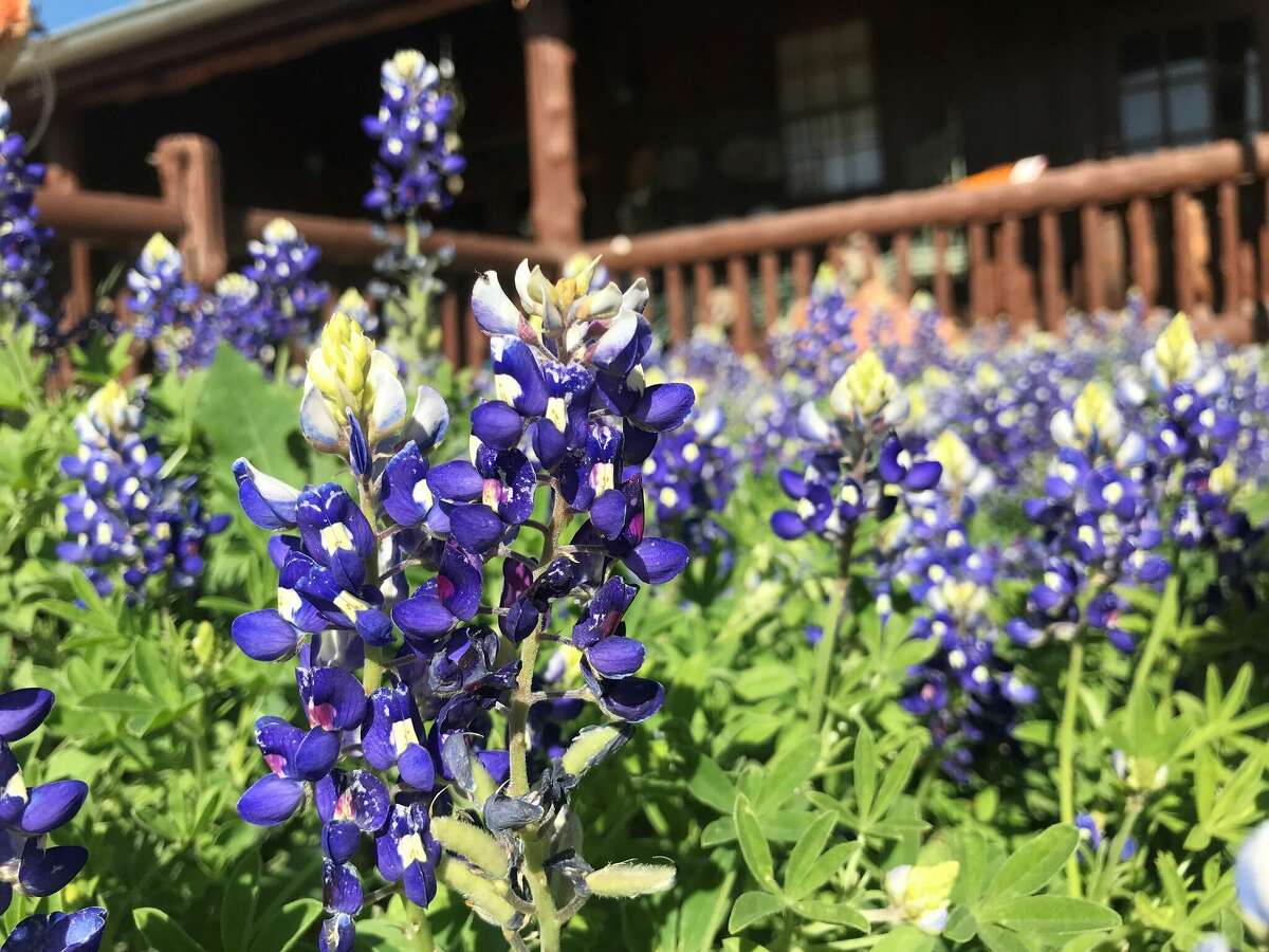 Bluebonnets in front of the Wildseed Farms building.