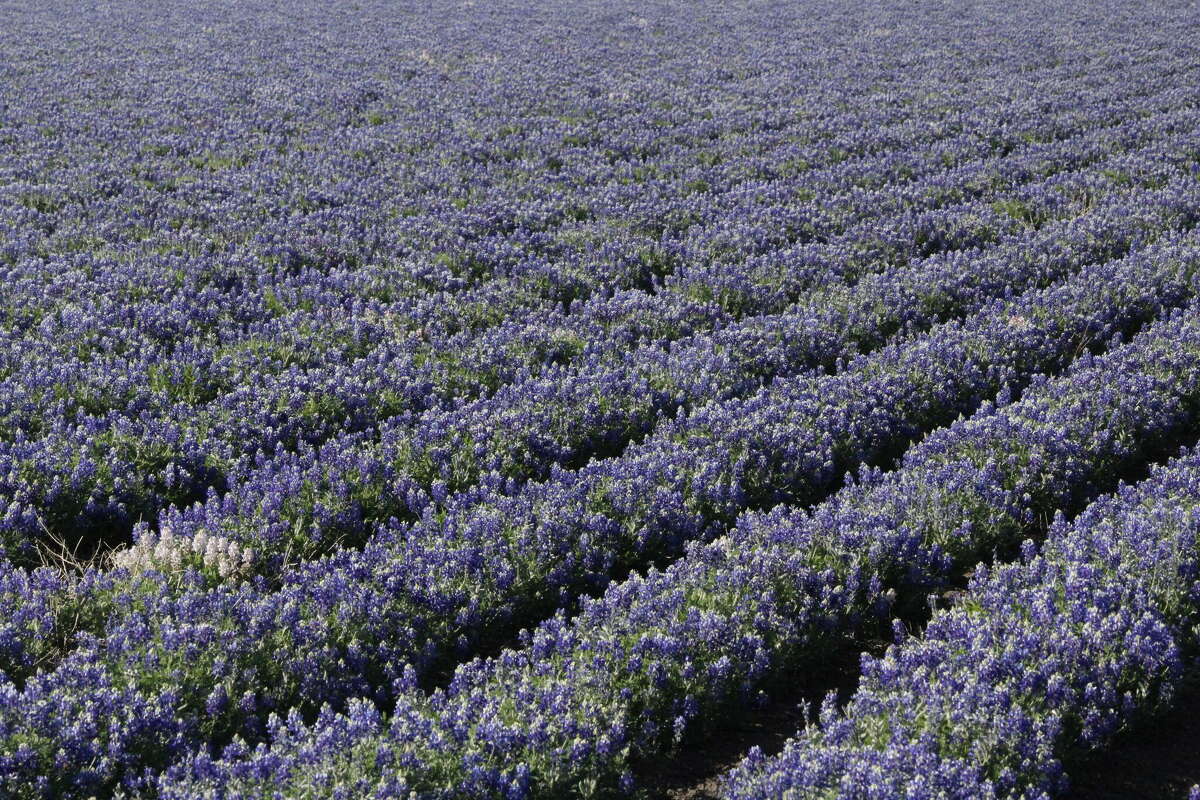 Bluebonnets in the field next to the parking lot.