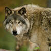 A gray wolf. 