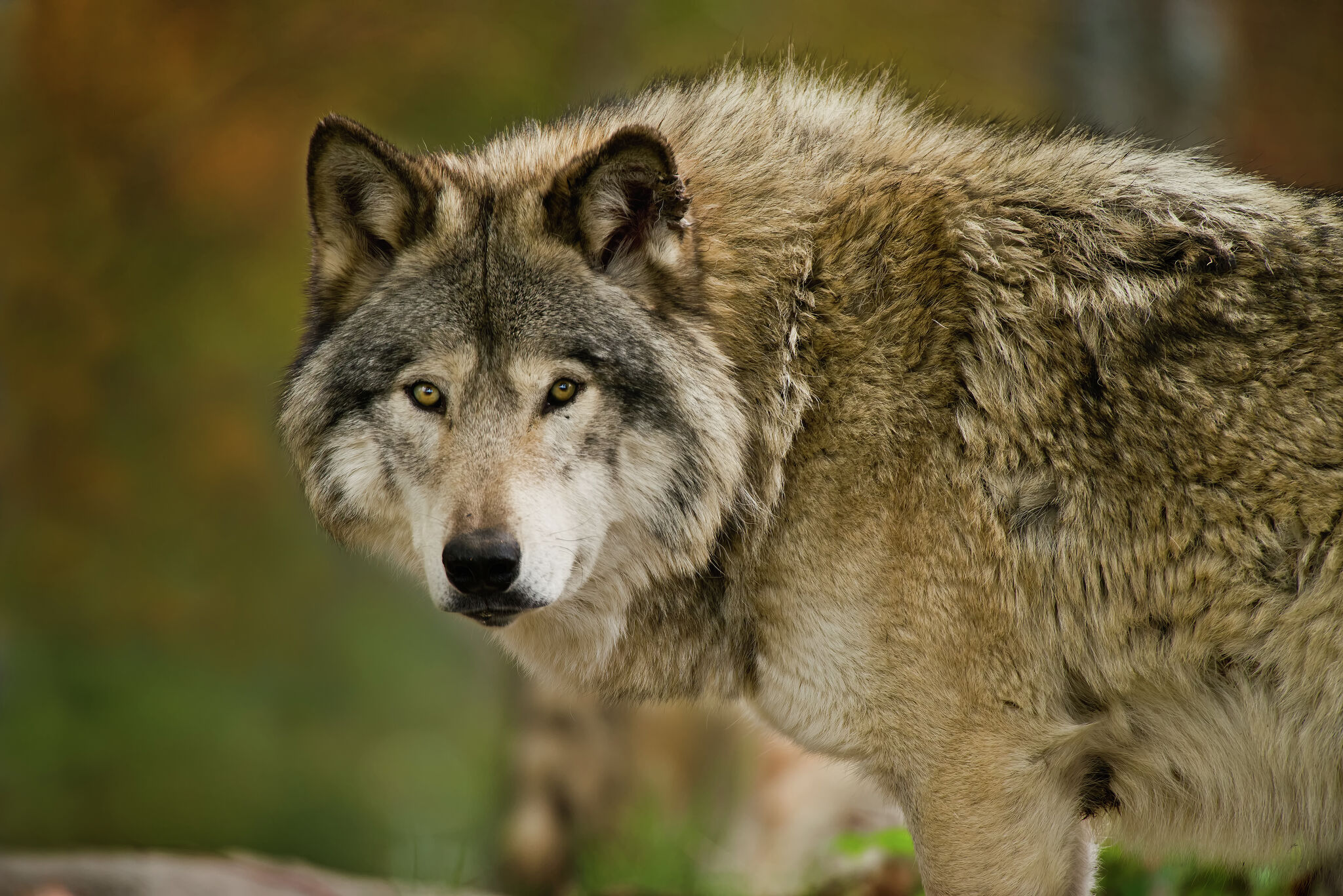 Washington's Wolf Population Grew 16% During 2021