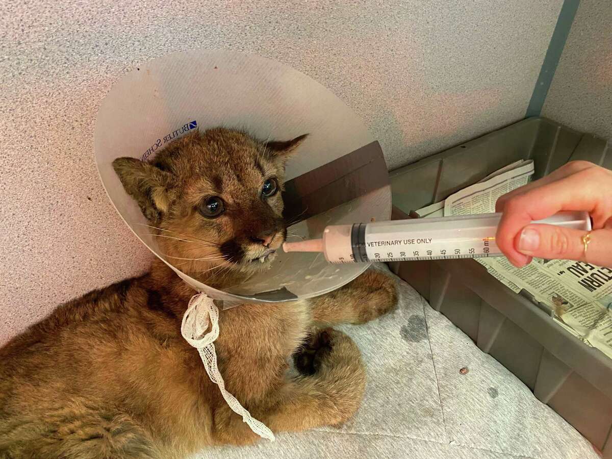 An extremely emaciated orphaned lion cub is treated by Oakland Zoo veterinary staff after being rescued.