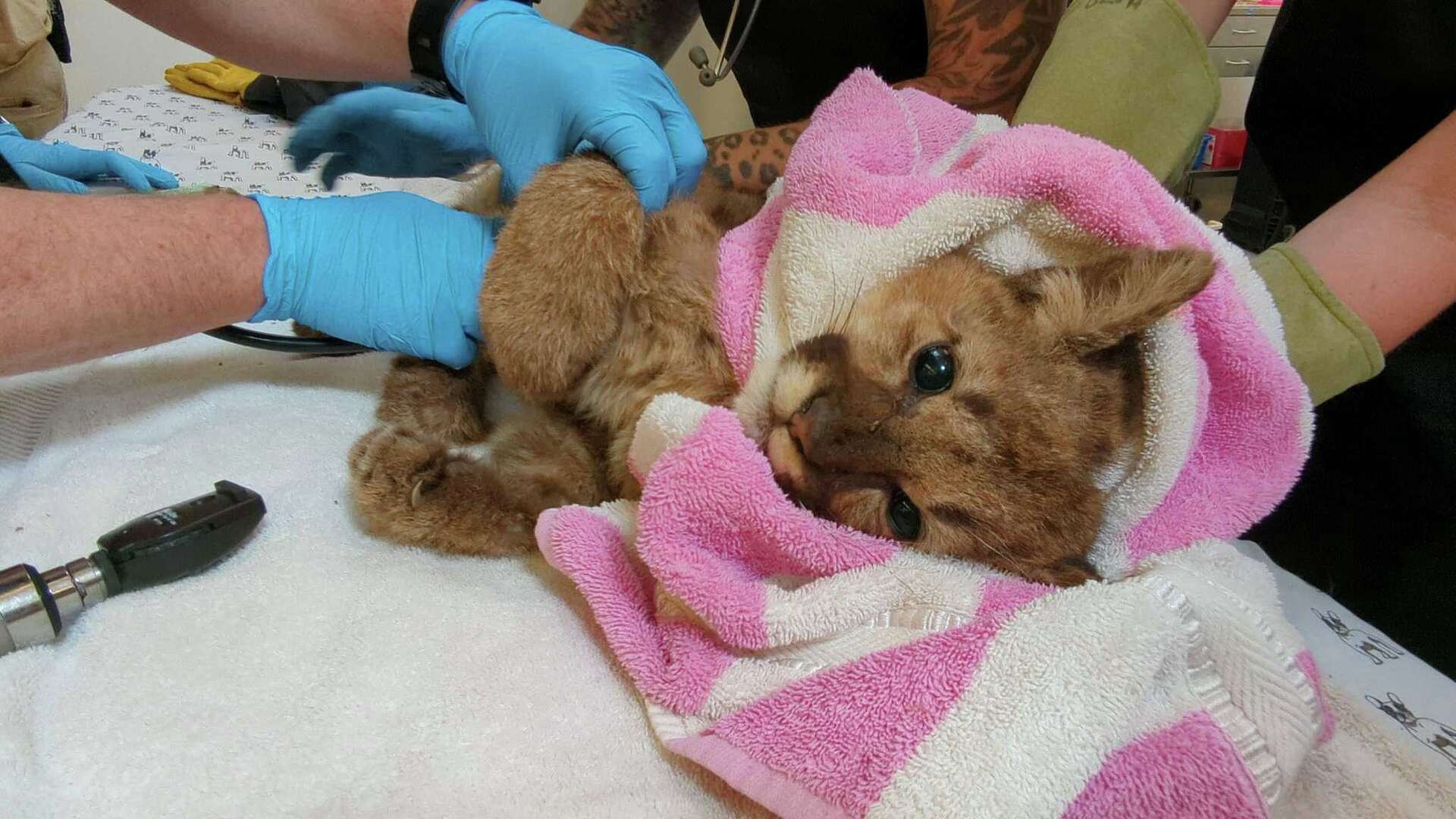 ‘Extremely emaciated’ orphaned mountain lion cub rescued, treated at(02)