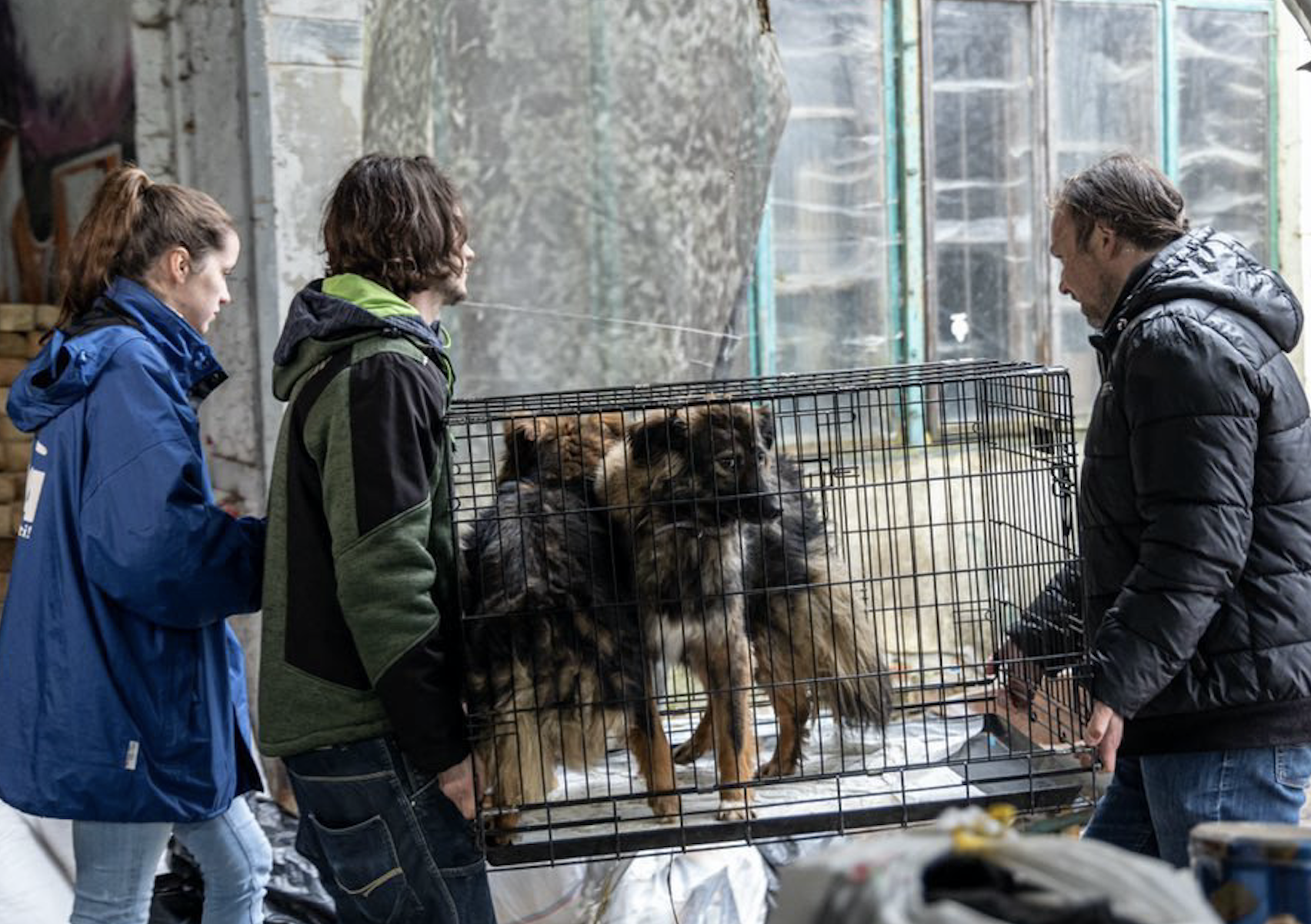 Woodstock Farm Sanctuary director rescues animals, helps refugees from Ukraine - Vimarsana News