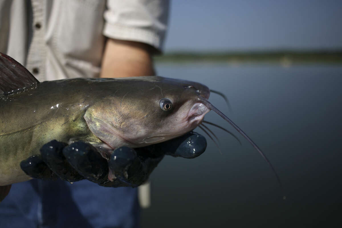 The Texas Parks and Wildlife Department will begin restocking two San Antonio parks with catfish later this month.