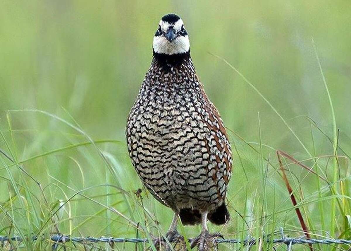 The U.S. Department of Agriculture has unveiled a new plan to accelerate voluntary conservation efforts for the northern bobwhite quail and the grassland and savanna landscapes that the species calls home.