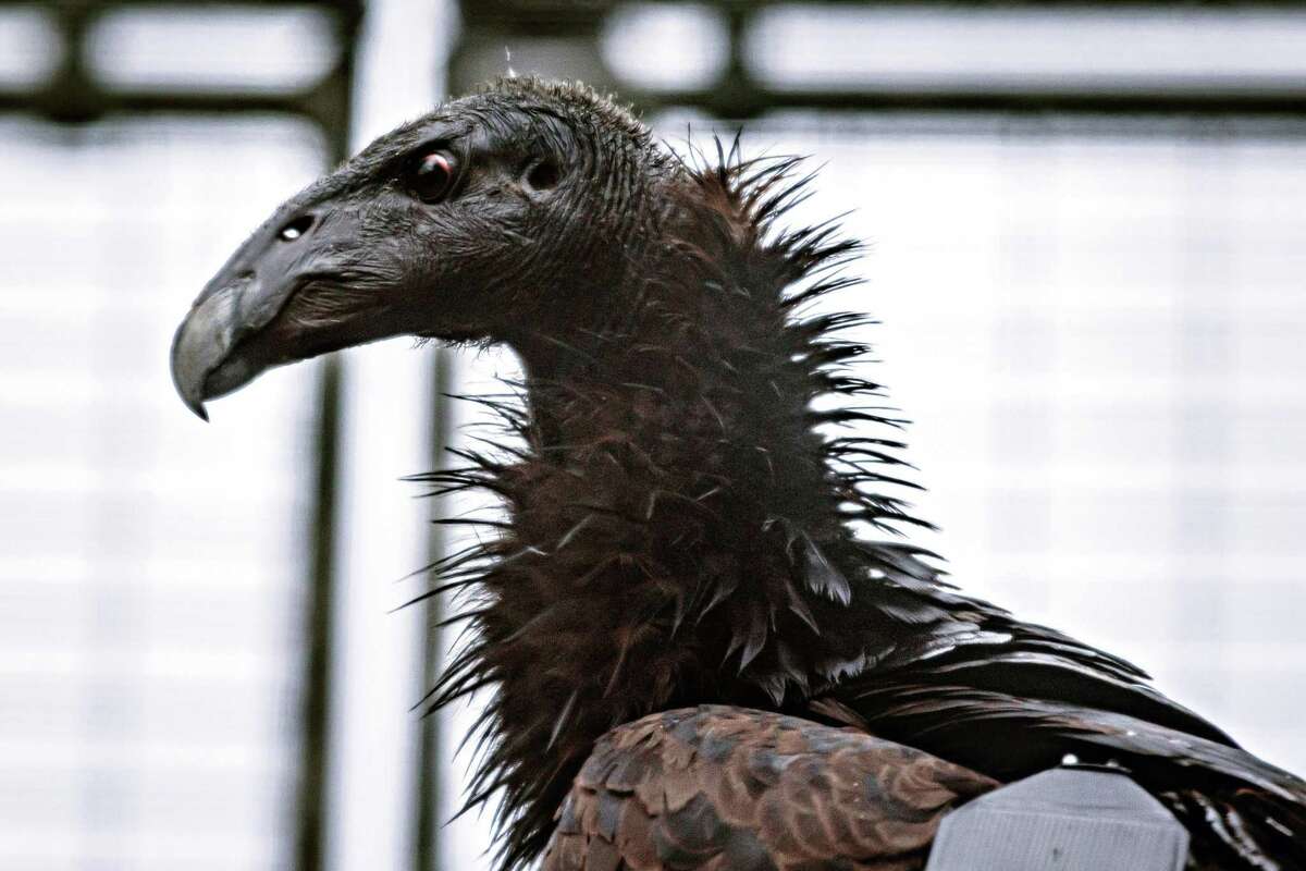 A juvenile California condor perches in a pen at Redwood National and State Parks in Humboldt County. The Yurok Tribe brought four birds from the Central Coast for reintroduction to Northern California.