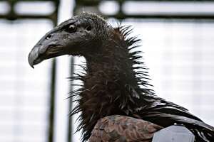 Endangered condors brought to Northern California for reintroduction into the wild