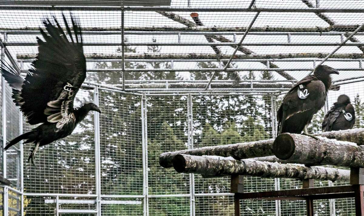 Juvenile California condors are being kept in a reintroduction pen at Redwood National and State Parks near Orick (Humboldt County) until they are released. The Yurok Tribe is helping to re-establish the birds in Northern California, where they haven’t flown in more than 100 years.