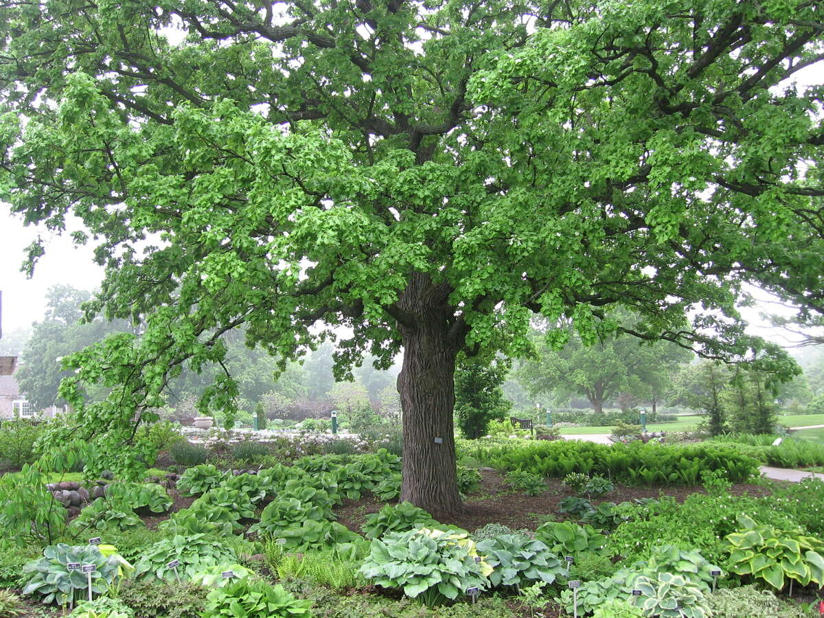 A garden of hostas beneath a Burr oak tree.
