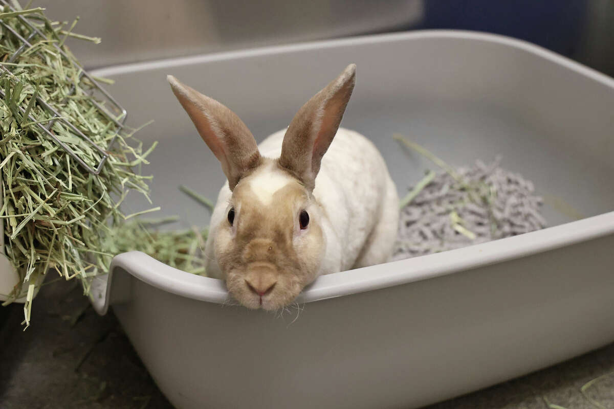 Henry, a 2-year-old bunny, is up for adoption at the Newington location of the Connecticut Humane Society. 