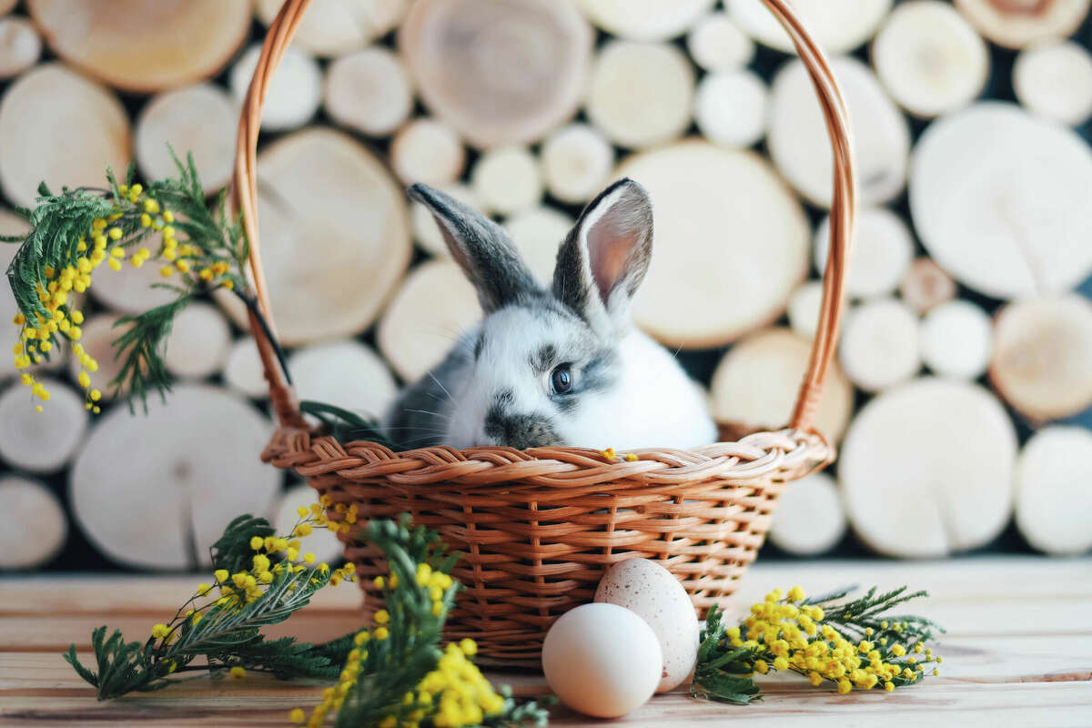 Gray and white rabbit in a basket on a wooden background. 