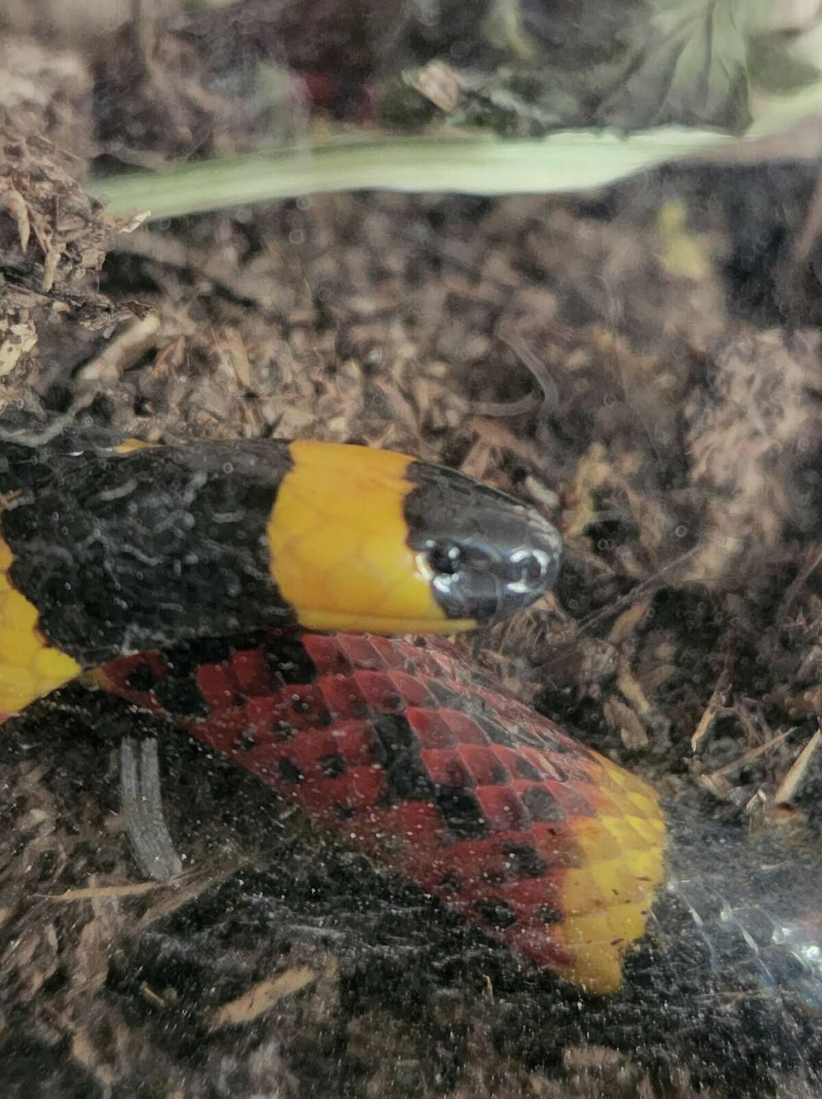 A family found a coral snake in the backyard of their home on the far Northwest Side on Monday.