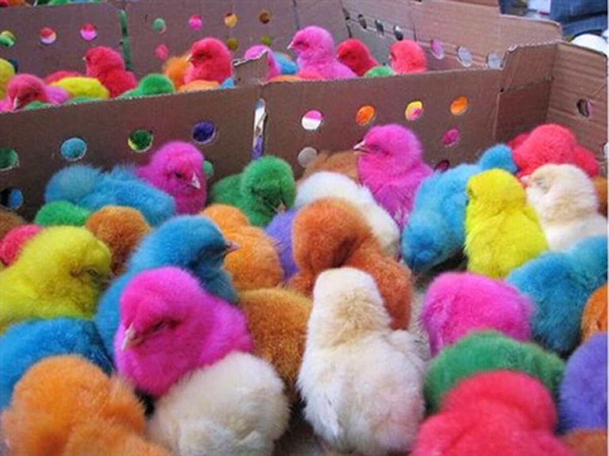 Dyeing baby chicks, rabbits and ducklings, or even possessing any that have been dyed is prohibited in San Antonio, according to a city ordinance.