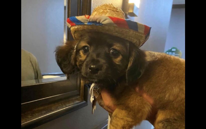 San Antonio-area man arrested in connection with dog killing