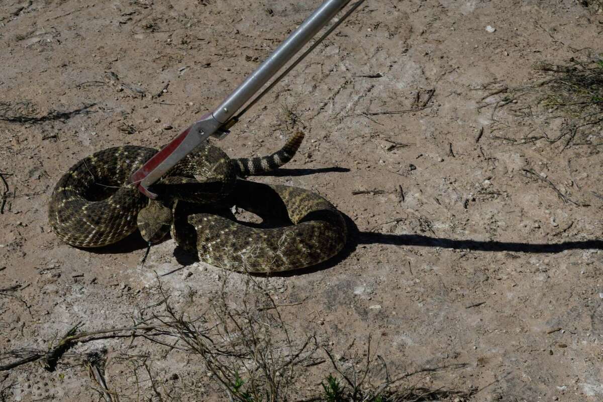 Rattlesnake catching technique is demonstrated in Sweetwater, Texas, in March 2018.