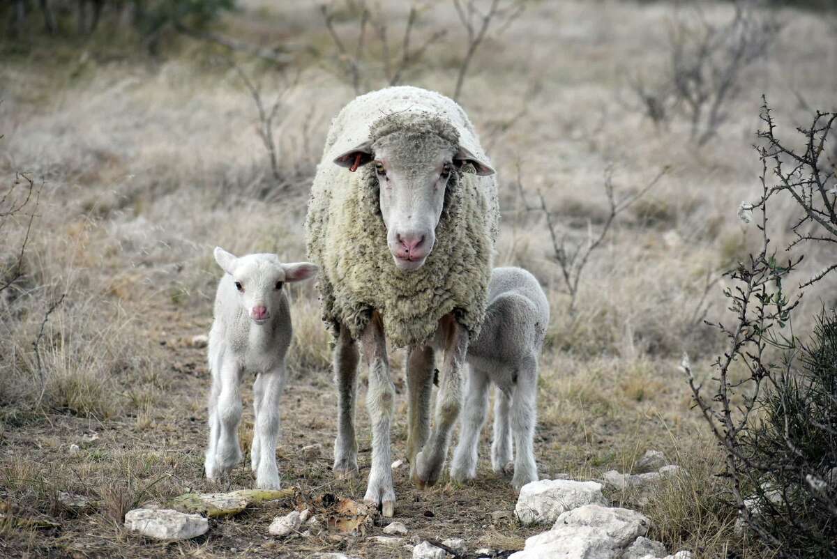 Sheep and sheep roam the 25,000-acre HF4 farm on David Fisher at the western end of Hill Country in Sonora.