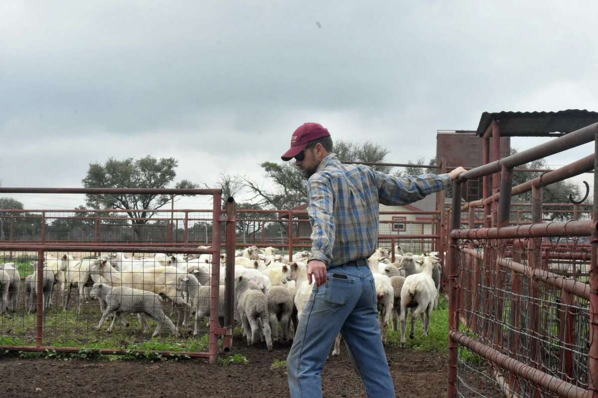 David Fisher hoards sheep and sheep on his 25,000-acre HF4 farm at the western end of Hill Country in Sonora.