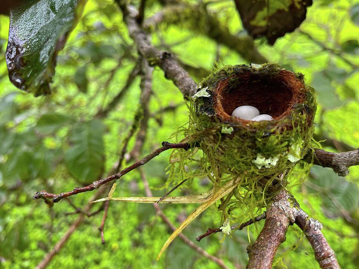 Eggs, like in this rufous-tailed hummingbird nest in Costa Rica, are concealed in a tree, bush, or other secreted location. Photo Credit: Kathy Adams Clark. Restricted use.