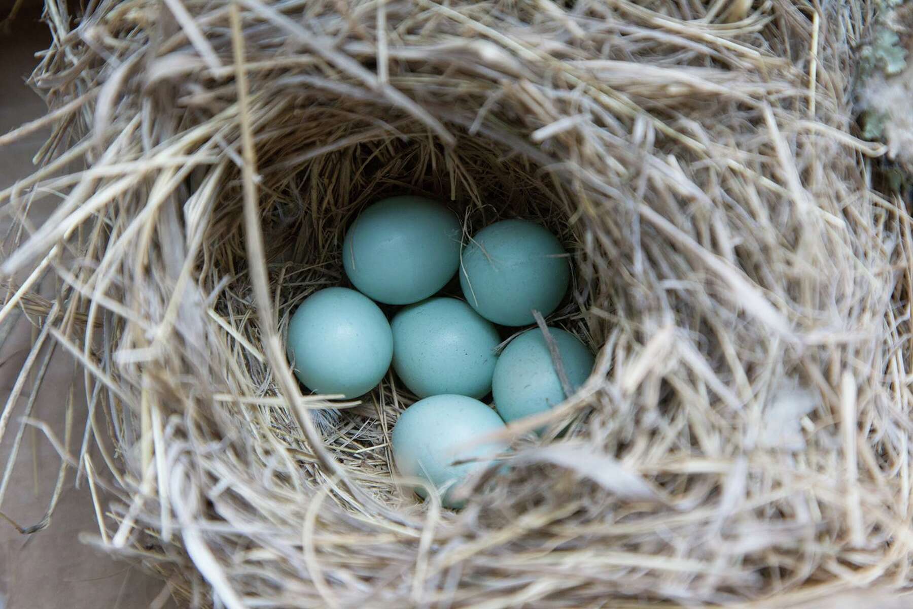 house wren eggs blue