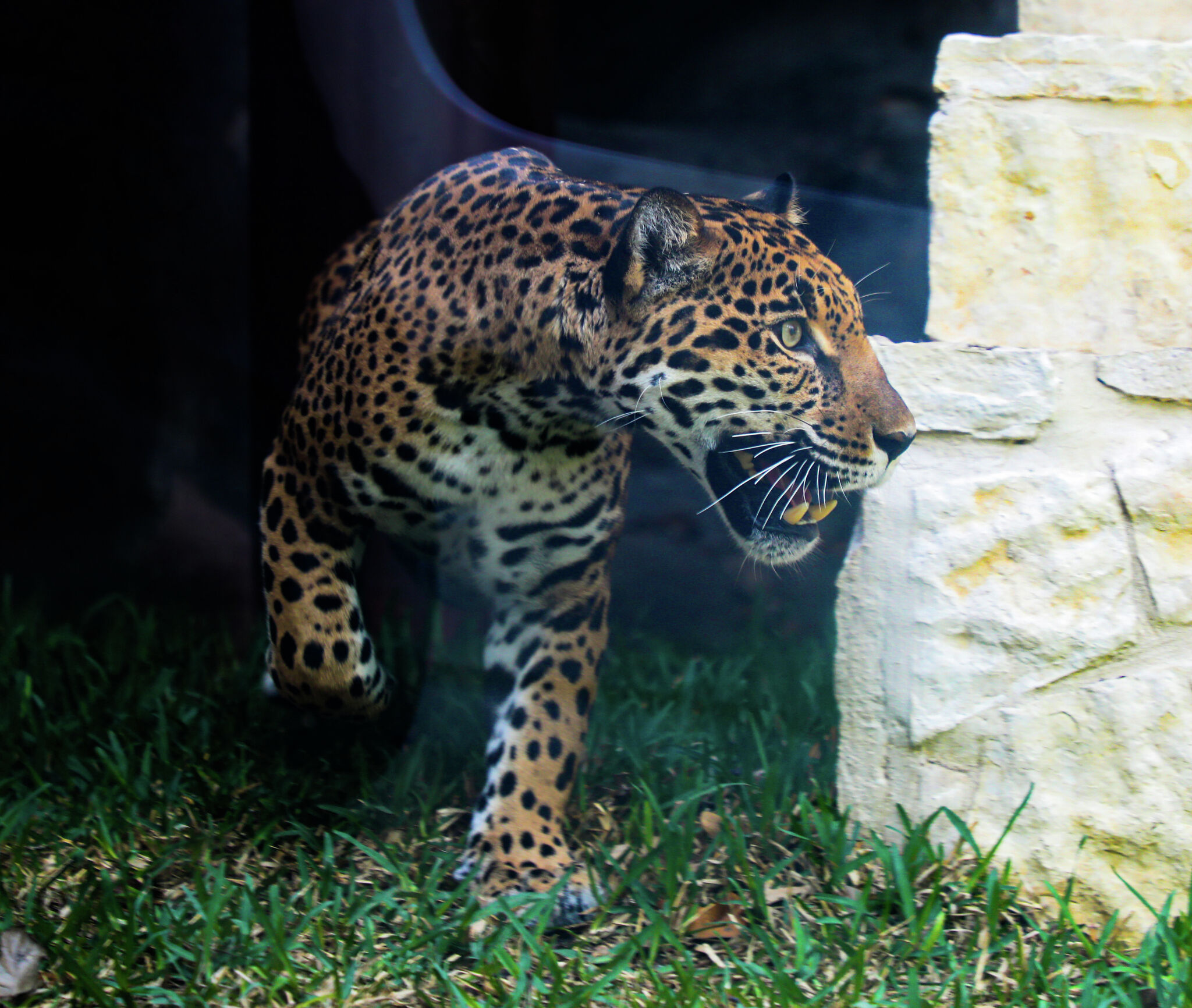 San Antonio adopta a la jaguar, Frida, con la esperanza de salvar especies