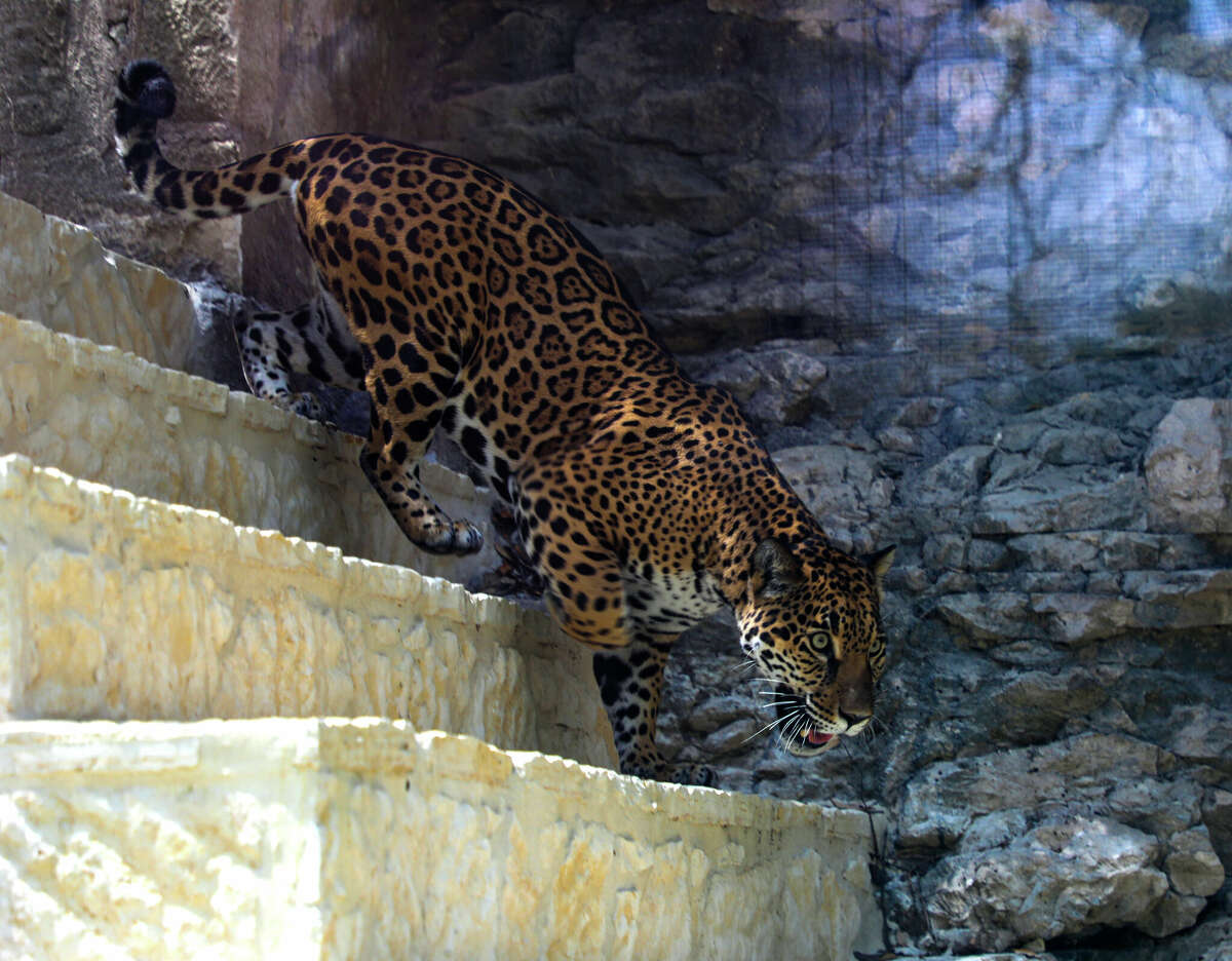 Friday, the two year old jaguar, just touched down from Memphis. 