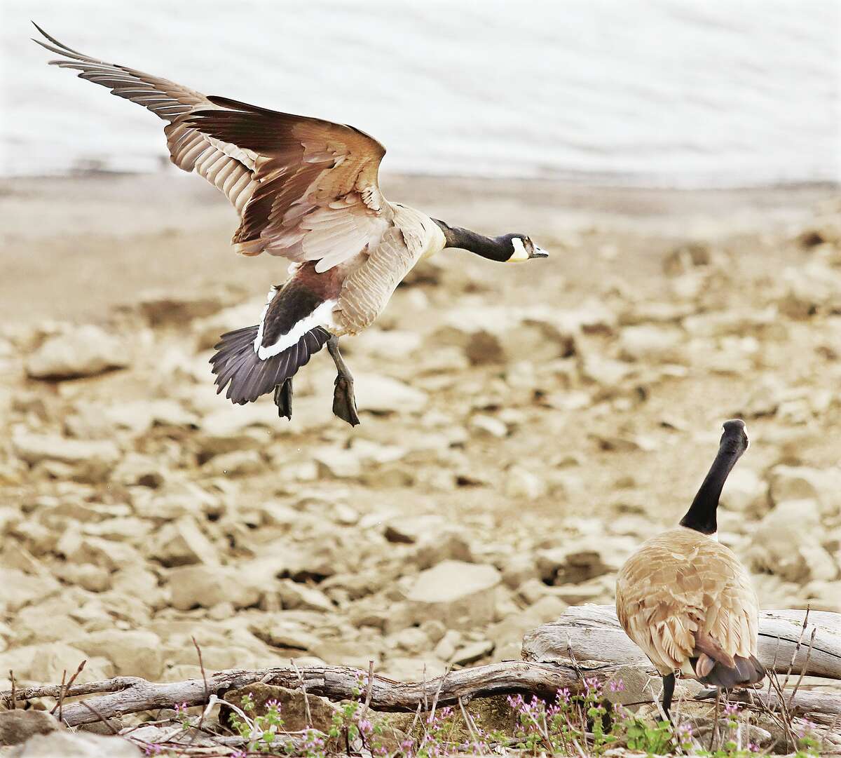 John Badman|The Telegraph A Canada goose, right, twists his neck to the side Wednesday as another goose flies in to land just a little too close for comfort on the rocks of the wetlands in West Alton, Missouri. The level of the wetlands is still low as is Alton Lake on the Mississippi River. Wednesday's rain turned out to be the kind of a day that only a goose could love.