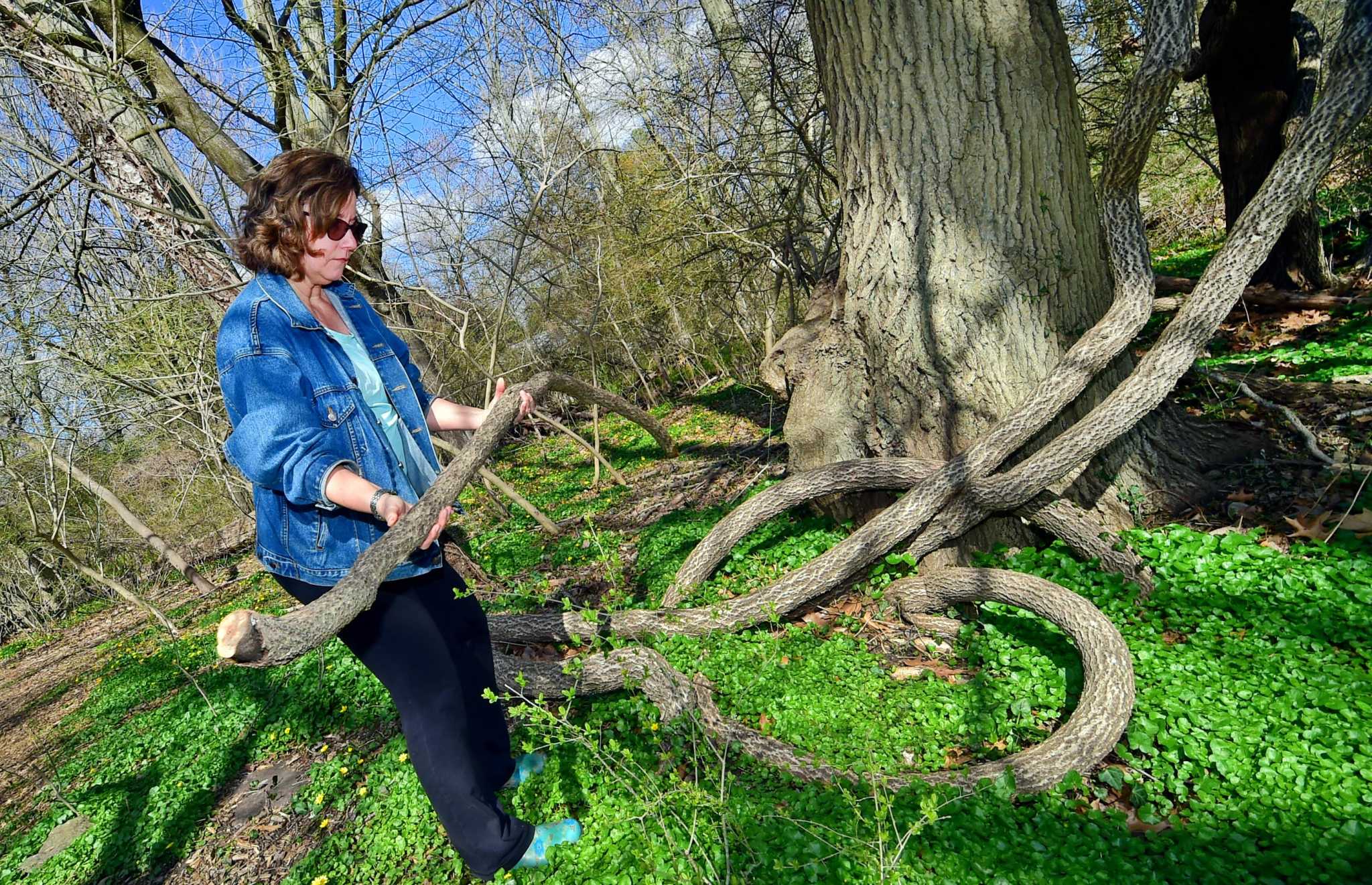 Darien volunteers to tackle an 'exploding number' of invasive plants at Cherry Lawn Park - Vimarsana News