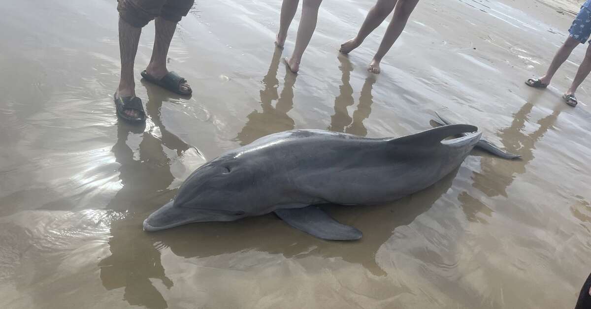 A stranded dolphin died at a Brazoria County beach Sunday evening after a group of beachgoers attempted to push it back into the water and ride it, according to officials.