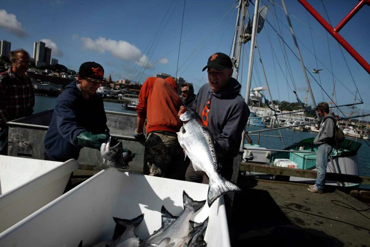 Water2Table的老板乔·孔蒂(中间拿着鱼)正在把鲑鱼装进45号码头的垃圾箱里。他是Ancora背后的合伙人之一。