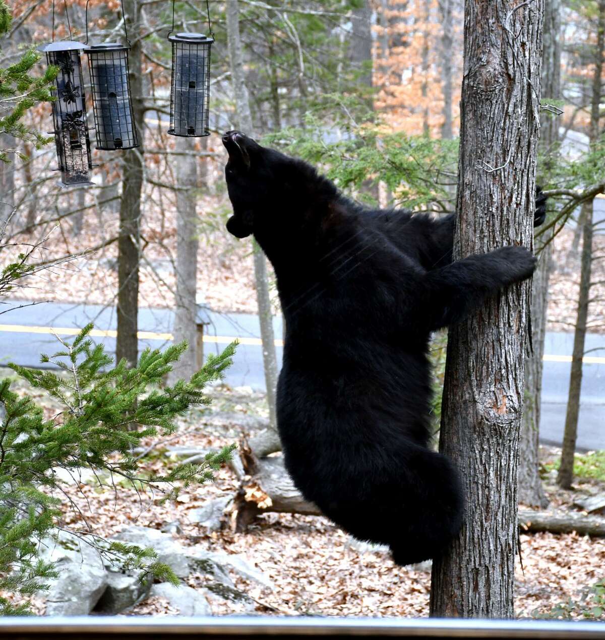 This bear was photographed climbing a tree to get at birdfeeders in Brookfield, Conn. April 12, 2018.