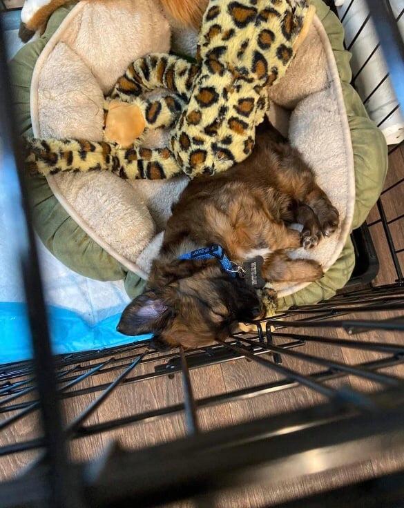 Van Ormy man accused of beating his 1-year-old dog to death - Vimarsana News