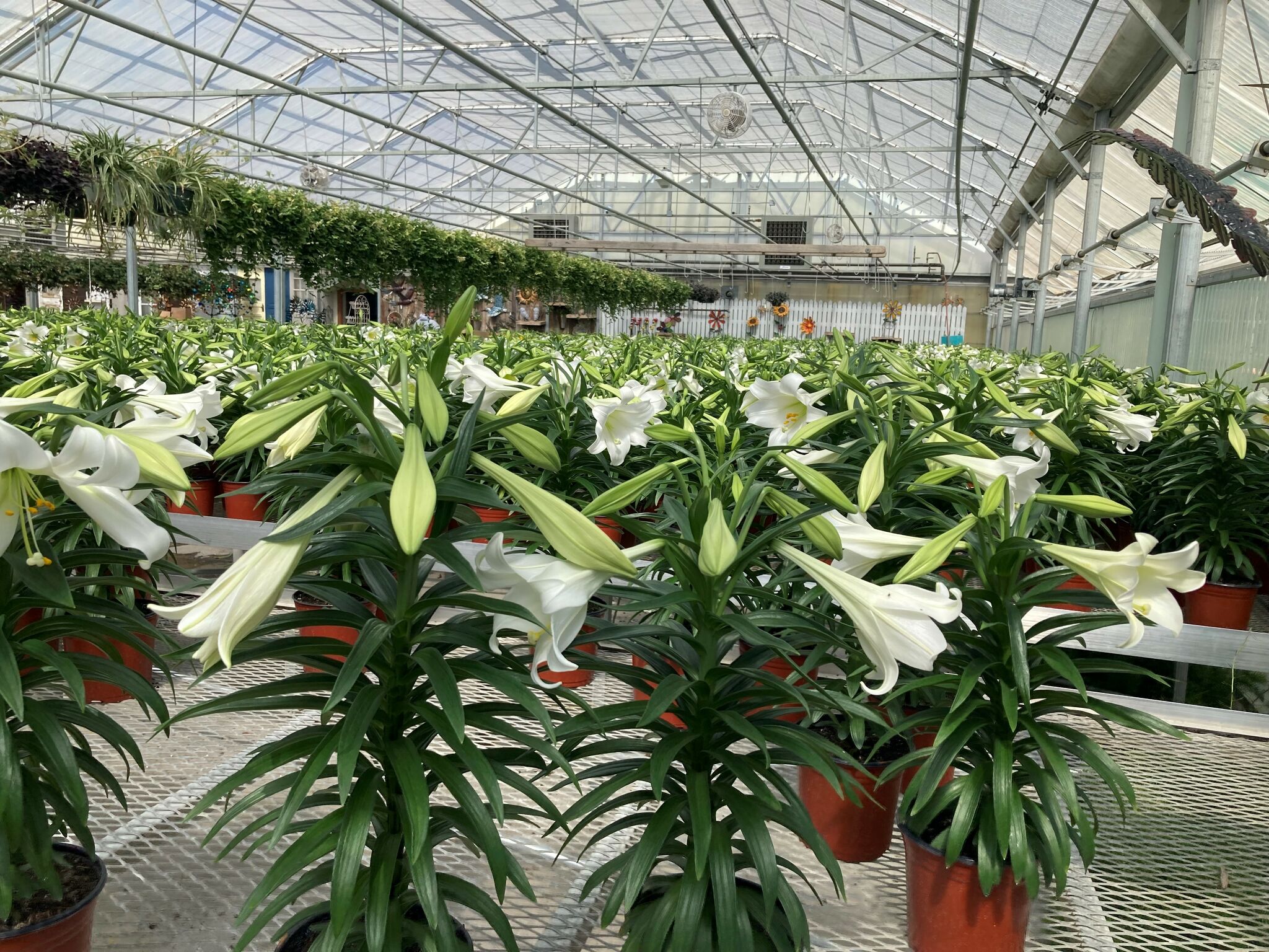 Celebrating one of the sights and smells of the season: Behold the Easter Lilly