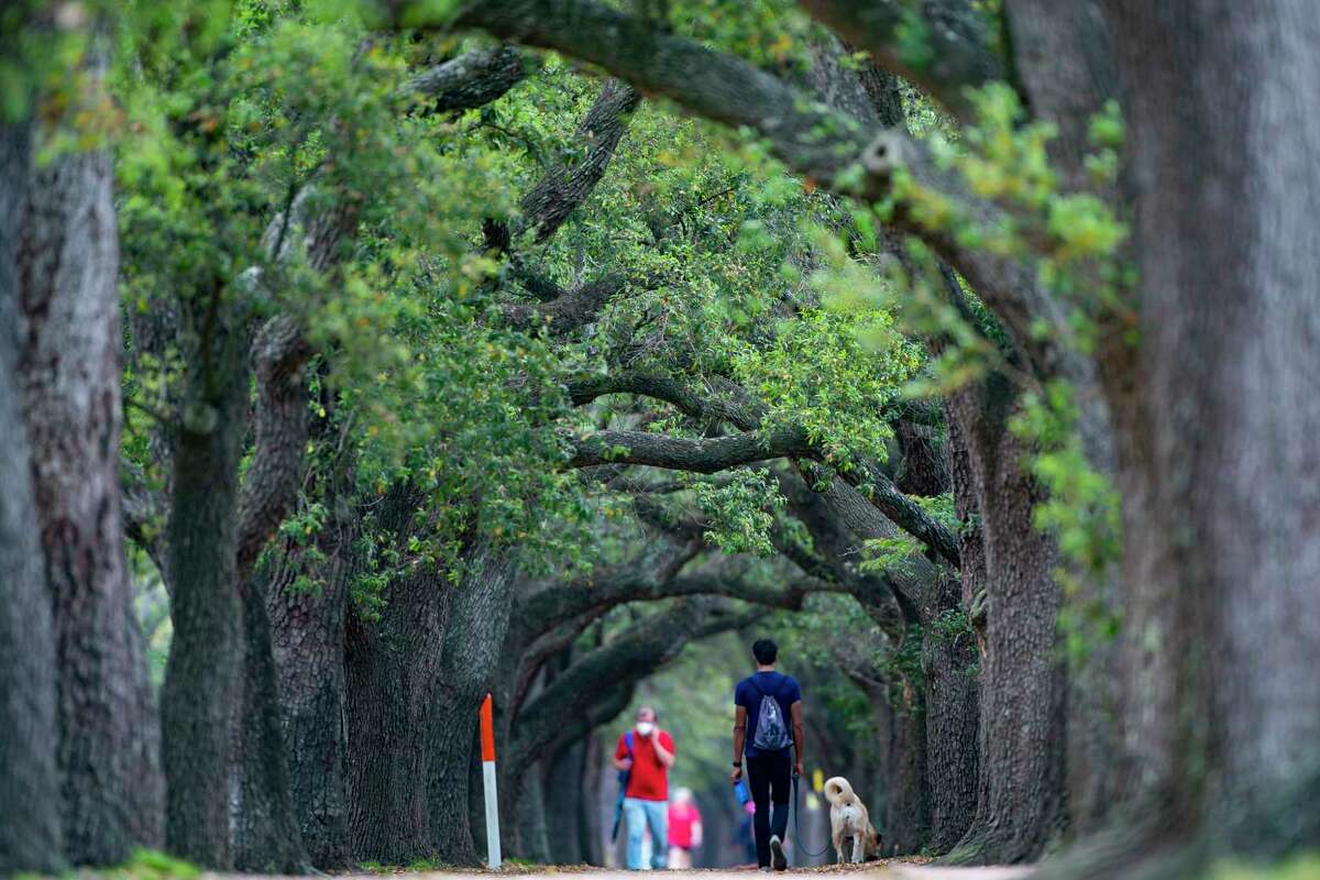 Oak trees line the trail along Rice Boulevard, Tuesday, April 12, 2022, near Rice University in Houston. The area has seen record pollen counts over the past weeks inflaming allergies and blanketing surfaces in yellow.
