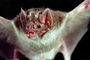 Blood-sucking vampire bats have Texas officials concerned