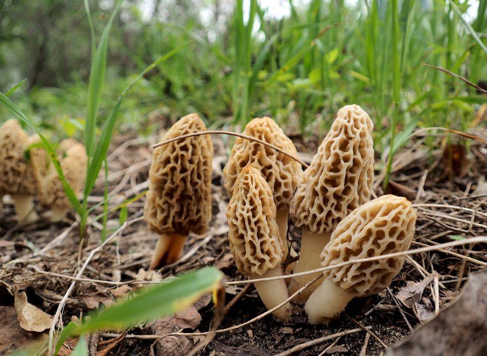 On the hunt: Morel lovers expect big season - Vimarsana News