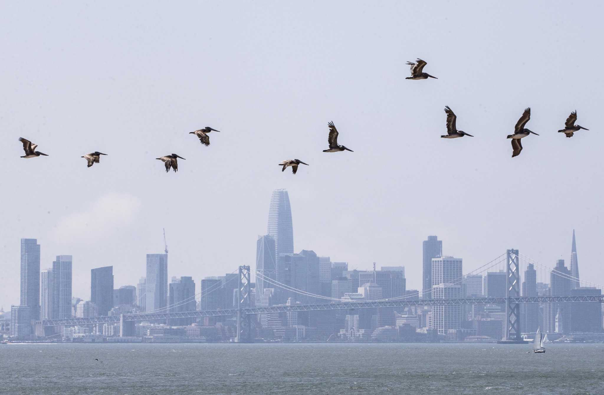 Here's where median incomes increased the most in the Bay Area during the last decade - Vimarsana News