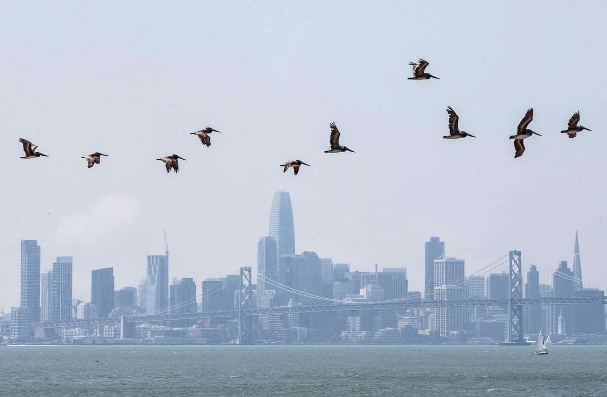 A pod of Brown Pelicans flies past the San Francisco skyline, seen from Middle Harbor Shoreline Park in Oakland, Calif. The Bay Area can expect breezy weather conditions Monday before a warming trend pushes temperatures into the 80s later this week, meteorologists said.